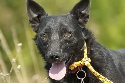 Popo :) pies, adopcja,  lubuskie Gorzów Wielkopols