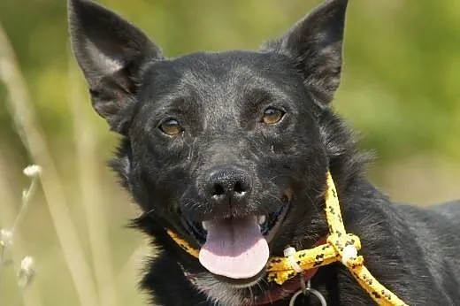 Popo :) pies, adopcja,  lubuskie Gorzów Wielkopols