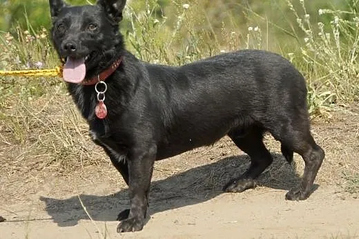 Popo :) pies, adopcja,  lubuskie Gorzów Wielkopols