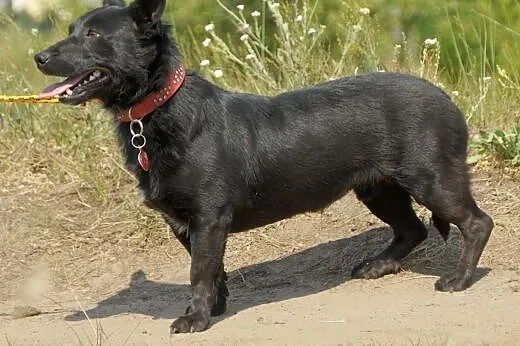 Popo :) pies, adopcja,  lubuskie Gorzów Wielkopols
