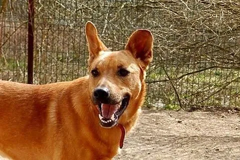 Zrównoważony, spokojny Dino, wspaniały kandydat na