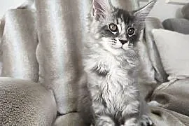Kotka Maine coon  Aqua