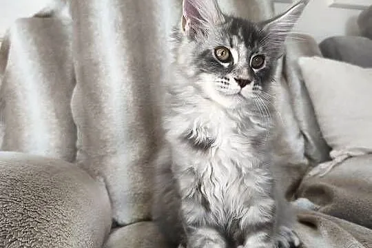 Kotka Maine coon  Aqua