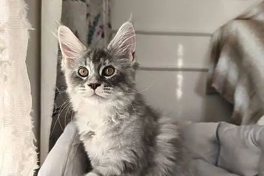 Kotka Maine coon  Aqua, Podkarpackie, Lipa