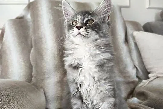 Kotka Maine coon  Aqua, Podkarpackie, Lipa