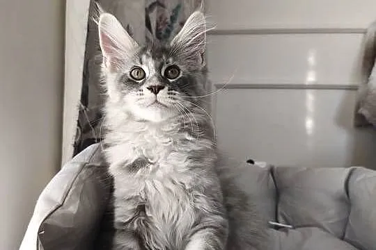Kotka Maine coon  Aqua, Podkarpackie, Lipa