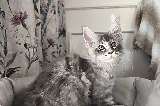 Kotka Maine coon  Aqua, Podkarpackie, Lipa