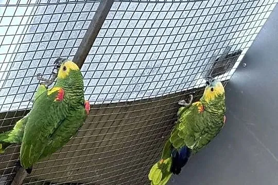 Pary lęgowe Amazonek i Młody samiec, Śląskie, Paniówki