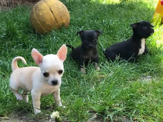 Przepiękne Chihuahua szczenięta gotowe do sprzedaży w nowych domach, Zachodniopomorskie, Świnoujście