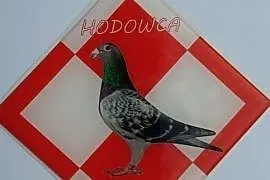 Naklejka wypukła z gołębiem dla hodowców gołębi, Ruda Śląska