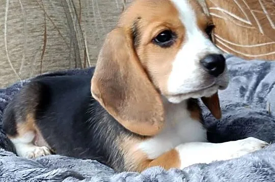 Szczeniak Beagle okazyjna cena przed weekendowa
