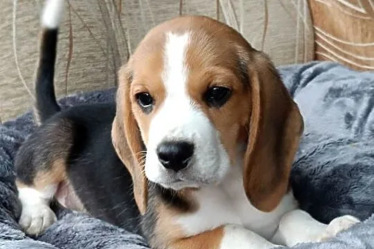 Szczeniak Beagle okazyjna cena przed weekendowa, Podkarpackie, Mielec