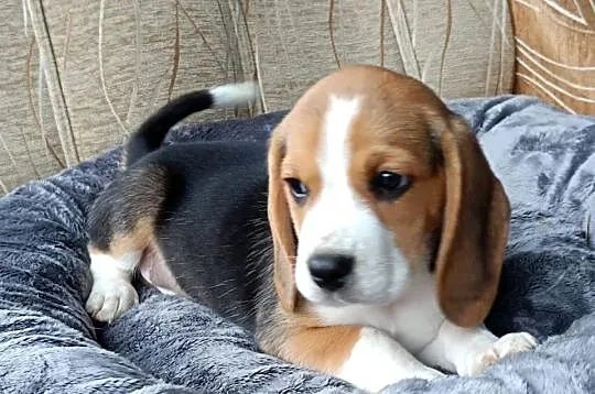 Szczeniak Beagle okazyjna cena przed weekendowa, Podkarpackie, Mielec
