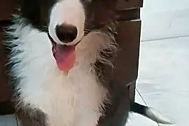 Piękny piesek border collie