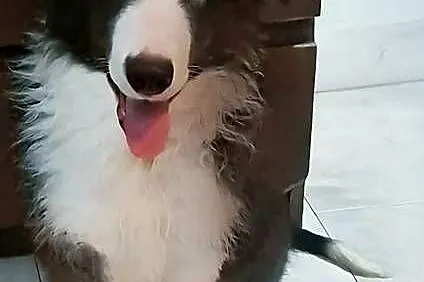 Piękny piesek border collie