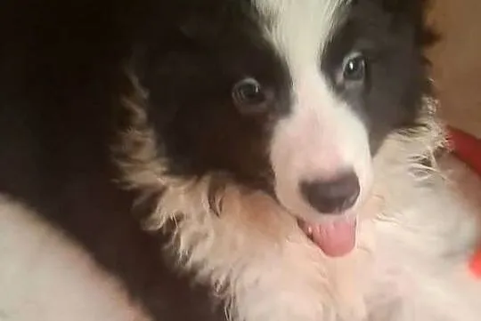 Piękny piesek border collie, Łódzkie, Łódź
