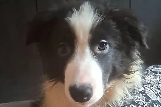 Piękny piesek border collie, Łódzkie, Łódź