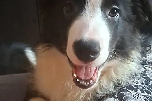 Piękny piesek border collie, Łódzkie, Łódź