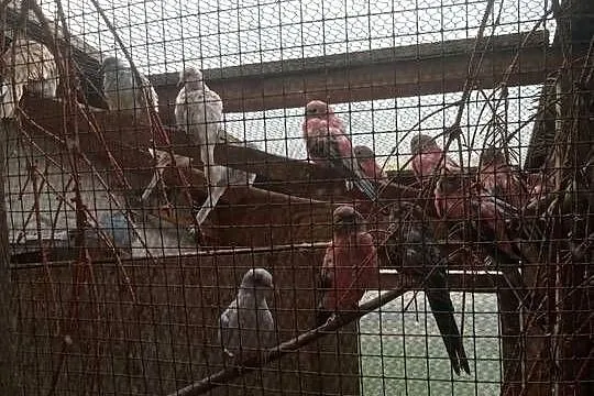 Zamienię papugę lilianke samice na samca
