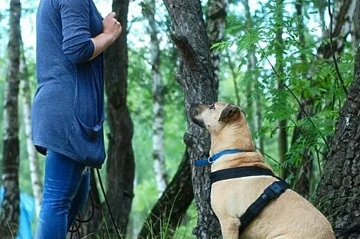 Amigo nie ma nic - zimna buda i pusta miska to jeg