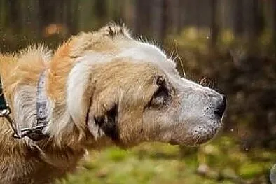 Boris to pies, miłości pragnący zwierz!, Łódź
