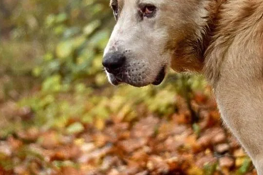 Boris to pies, miłości pragnący zwierz!, Łódź
