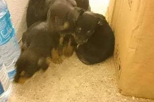 PILNIE DOMY TYMCZASOWE DLA 5 SUCZEK,  mazowieckie Piaseczno