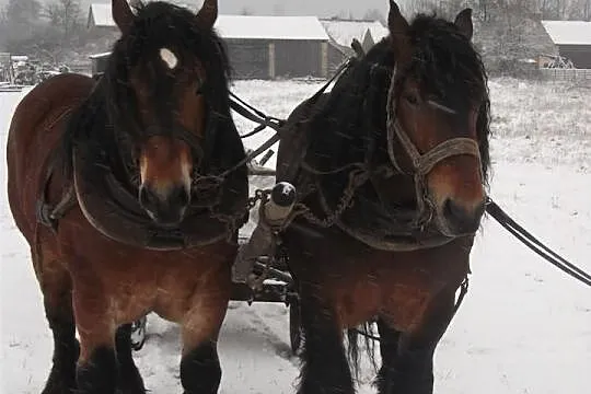 SPRZEDAM ogiera zimnokrwistego sztum