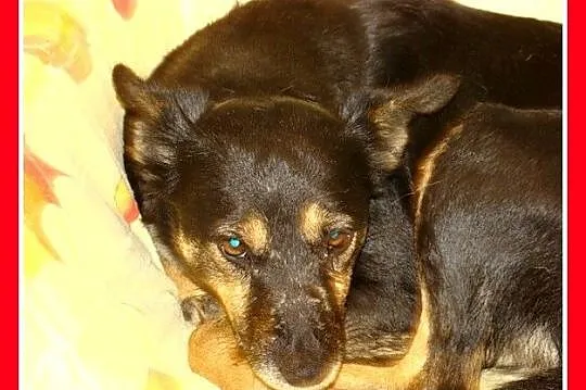 LEMONKA -mała 7 kg, delikatna,łagodna,pinczerkowat