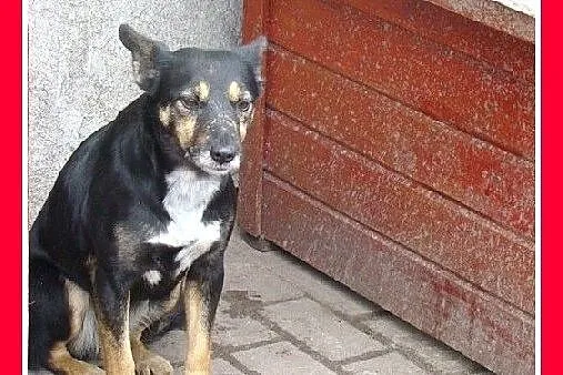 LEMONKA -mała 7 kg, delikatna,łagodna,pinczerkowat