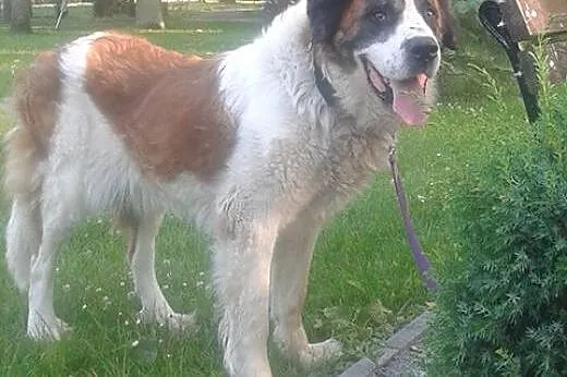 Bernardynka Roxi pilnie szuka domu stałego!,  Kund