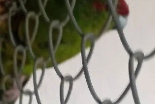 Sprzedam 5 papug kozich, Wielkopolskie, Jarogniewice