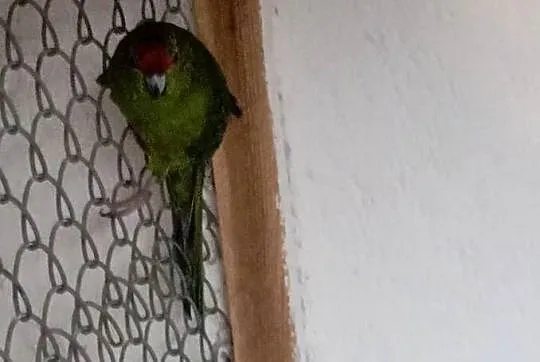 Sprzedam 5 papug kozich, Wielkopolskie, Jarogniewice