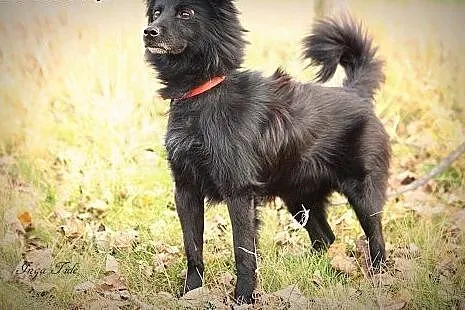 Długowłosy wesołek do adopcji,  dolnośląskie Wrocł