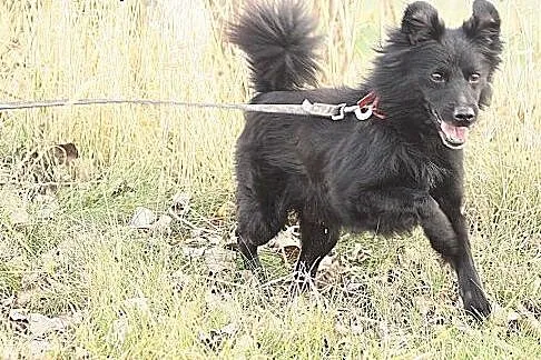 Długowłosy wesołek do adopcji,  dolnośląskie Wrocł