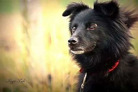 Długowłosy wesołek do adopcji,  dolnośląskie Wrocł