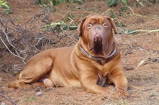 Reproduktor dogue de bordeaux champion polski FCI