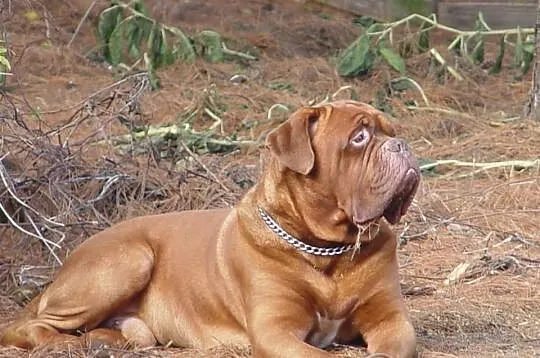 Reproduktor dogue de bordeaux champion polski FCI