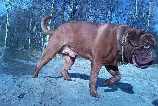 Reproduktor dogue de bordeaux champion polski FCI