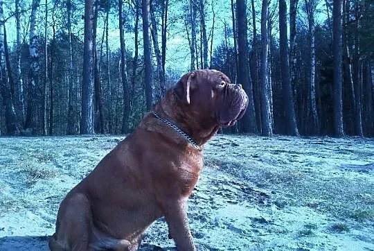 Reproduktor dogue de bordeaux champion polski FCI