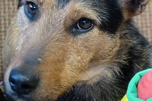Tymek młodziak w typie teriera,  mazowieckie Warsz
