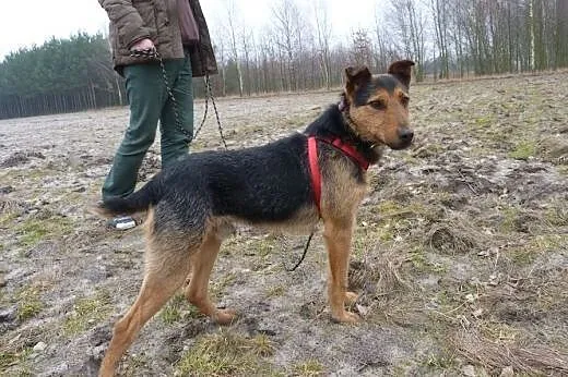 Tymek młodziak w typie teriera,  mazowieckie Warsz