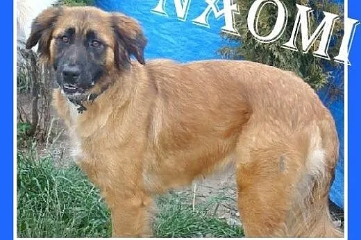 Leonberger mix,duża,młoda,łagodna,rodzinna suczka 