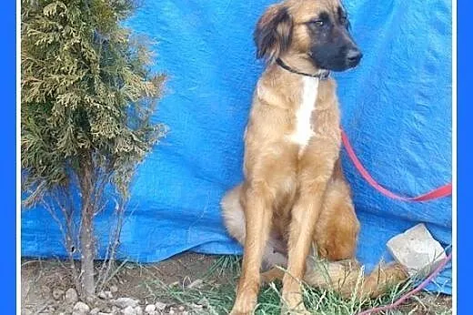 Leonberger mix,duża,młoda,łagodna,rodzinna suczka 