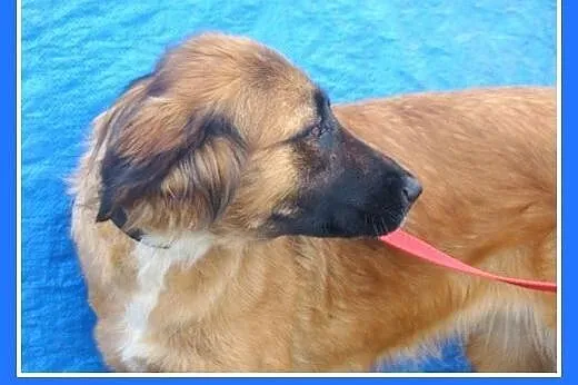 Leonberger mix,duża,młoda,łagodna,rodzinna suczka 