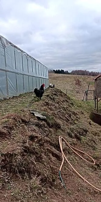 Kogut z czerwca 2024, Podkarpackie, Sieklówka