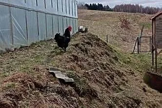Kogut z czerwca 2024, Podkarpackie, Sieklówka