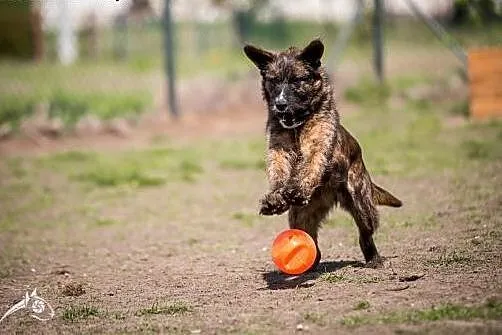 Średniej wielkości Londi poleca sie do adopcji,  m