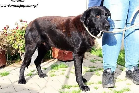 Kolumb - śmiały i pewny piesek, Mazowieckie, Nowy Dwór Mazowiecki