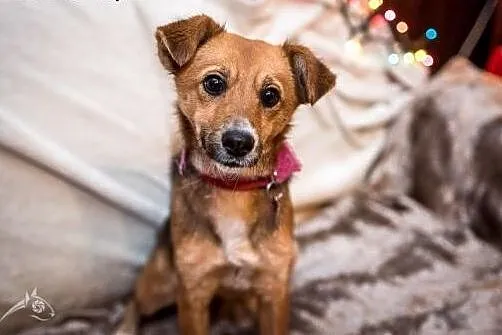 Wielkie serce w niewielkiej suni. Lorka czeka na m